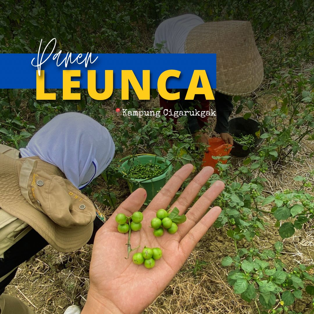 AMERICAN BLACK NIGHTSHADE? SI PAHIT SEJUTA MANFAAT!