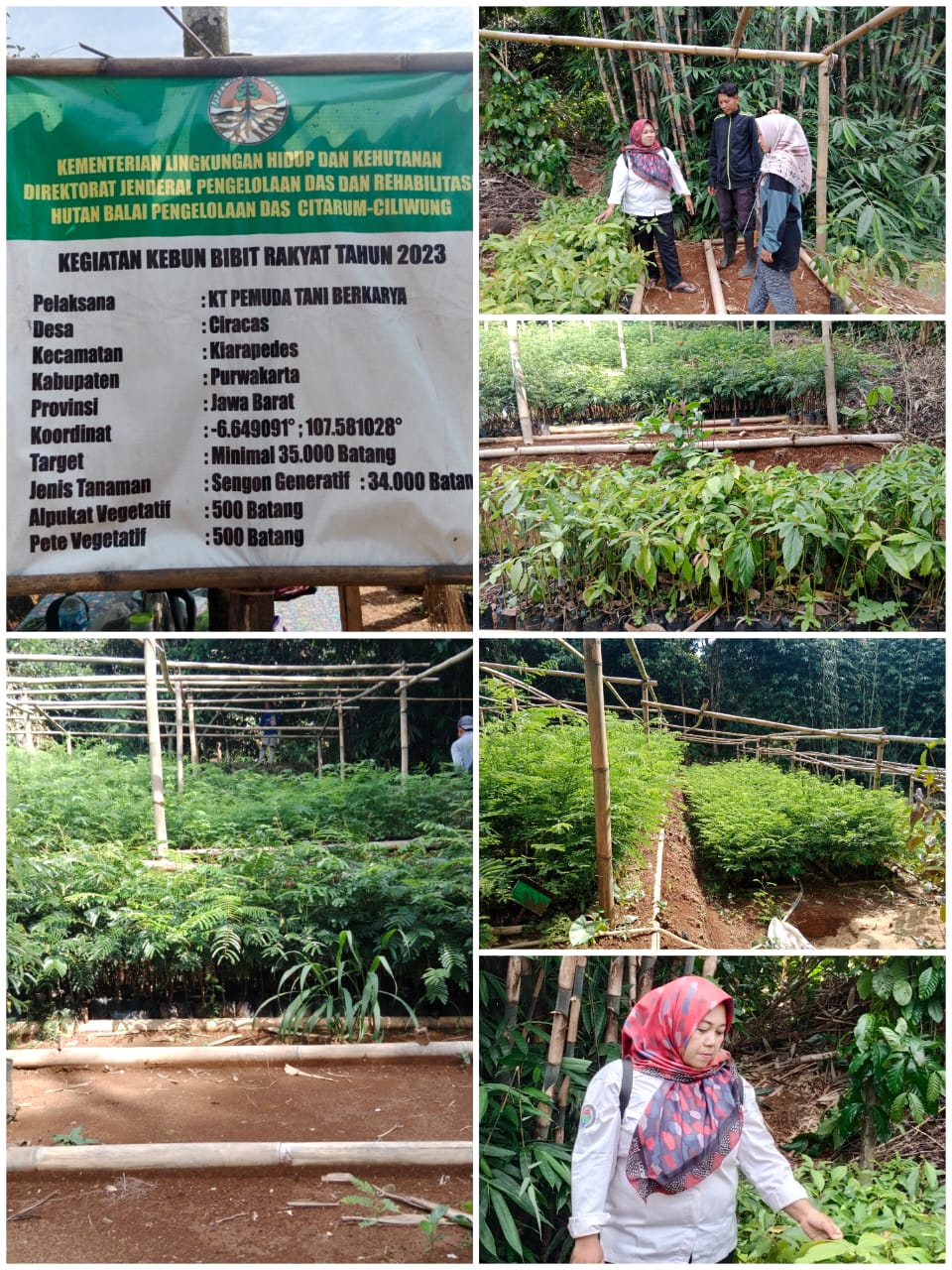 KEREEEEN LUAR BIASA BUAT KT  PEMUDA TANI BERKARYA  DESA CIRACAS BAGI-BAGI BIBIT TANAMAN